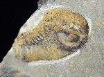 Barrandeops (Lahnops) steinmeieri BASSE & MLLER 2016 - Bild © FossNet FossilienStore